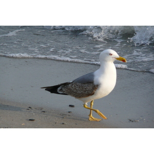 照片 法国(France) 戛纳(Cannes) 海滩(Beach) 2008-04 48