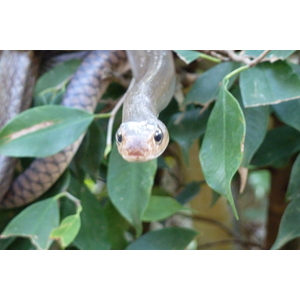 照片 泰国(Thailand) 清迈(Chiang Mai) 湄沙蛇园(Mae Sa Snake Farm) 2010-12 69