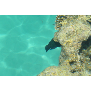 照片 埃及(Egypt) 沙姆沙伊赫(Sharm el Sheikh) 凯悦酒店(Hyatt Hotel) 沙姆沙伊赫凯悦海滩(Hyatt Sharm el Sheikh Beach) 2008-06 2