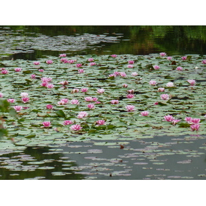 照片 日本(Japan) 京都(Kyoto) 龙安寺(Ryoanji Temple) 2010-06 73