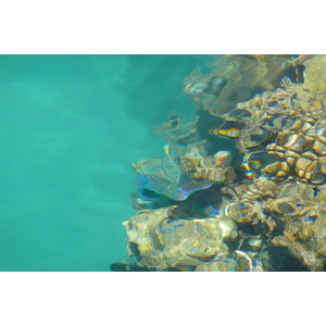 照片 埃及(Egypt) 沙姆沙伊赫(Sharm el Sheikh) 凯悦酒店(Hyatt Hotel) 沙姆沙伊赫凯悦海滩(Hyatt Sharm el Sheikh Beach) 2008-06 13