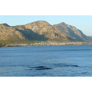 照片 南非(South Africa) 赫曼努斯(Harmanus) 2008-09 169