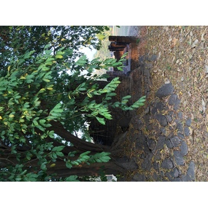 照片 泰国(Thailand) 西沙差那莱历史公园(Si satchanalai historical park) 2014-12 48