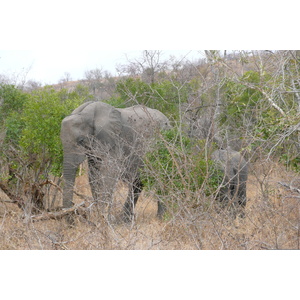 照片 南非(South Africa) 克鲁格国家公园(Kruger National Park) 2008-09 68