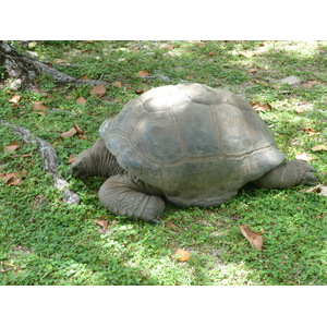 照片 塞舌尔(Seychelles) 大姐妹岛(Grande Soeur) 2011-10 105