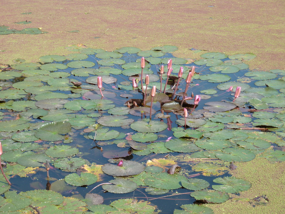 照片 泰国(Thailand) 素可泰(Sukhothai) 2010-12 24