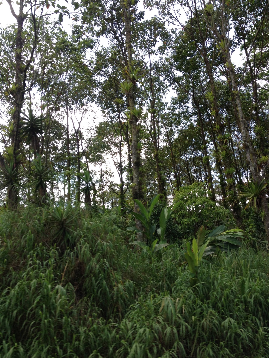 照片 哥斯达黎加(Costa Rica) 利蒙至锡基雷斯(Limon to Siquirres) 2015-03 22