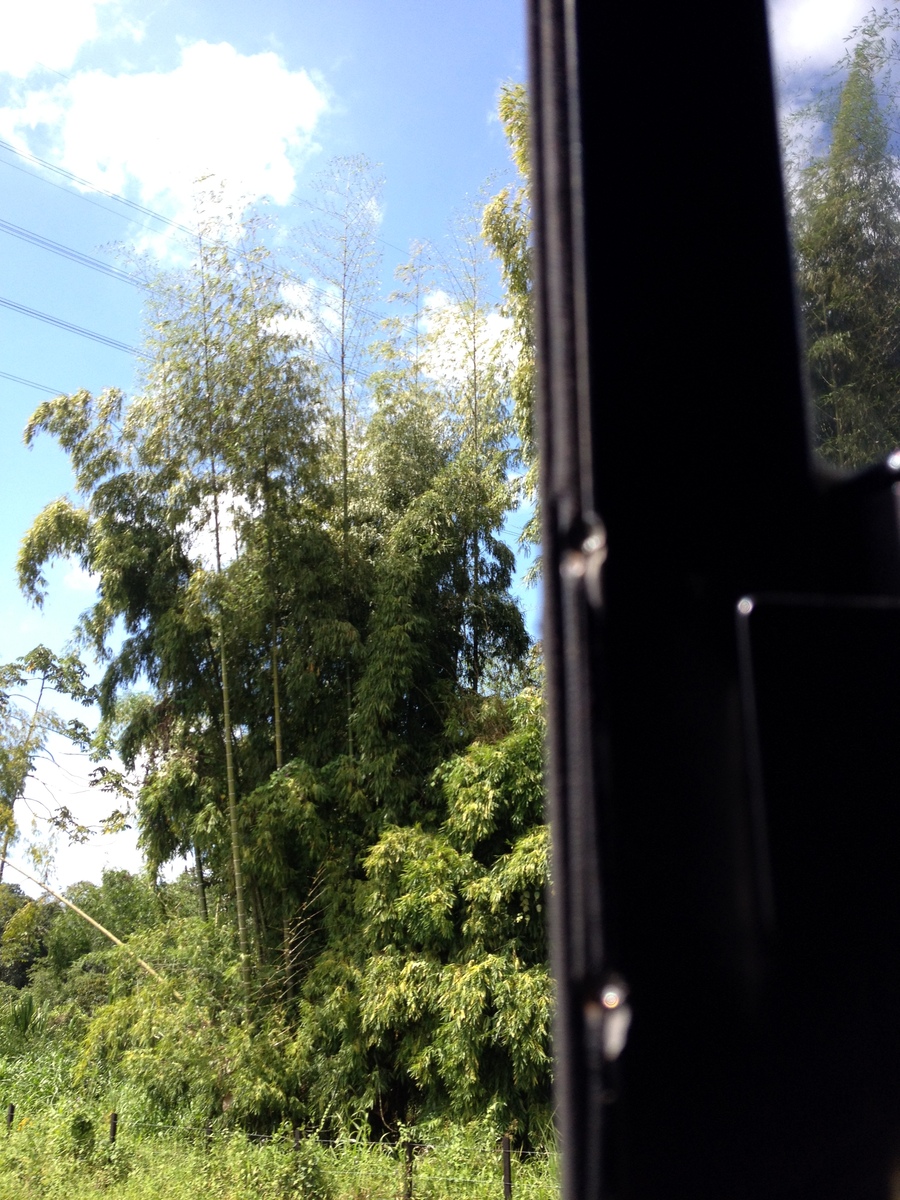 照片 哥斯达黎加(Costa Rica) 利蒙至锡基雷斯(Limon to Siquirres) 2015-03 25