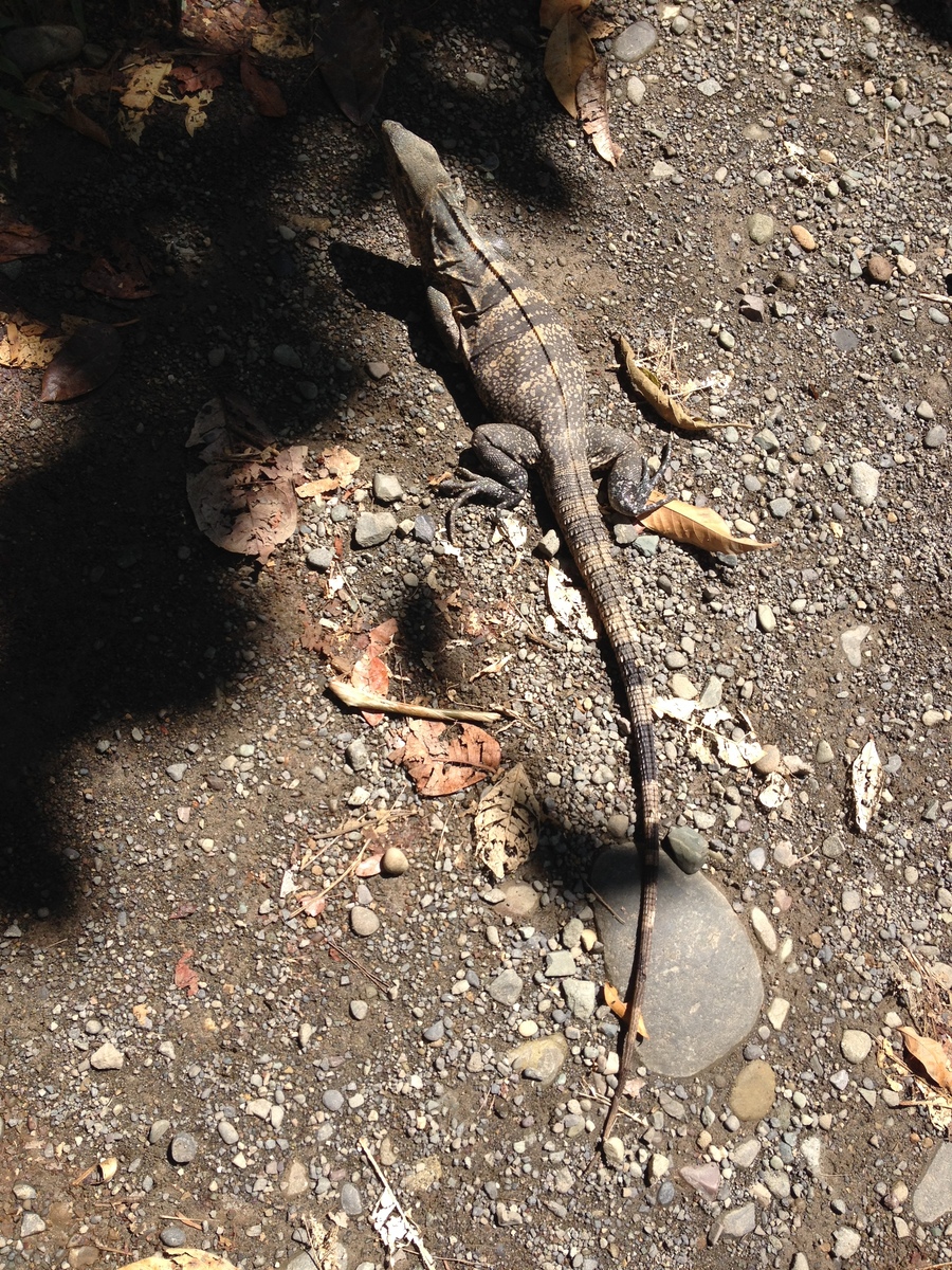 照片 哥斯达黎加(Costa Rica) 2015-03 37