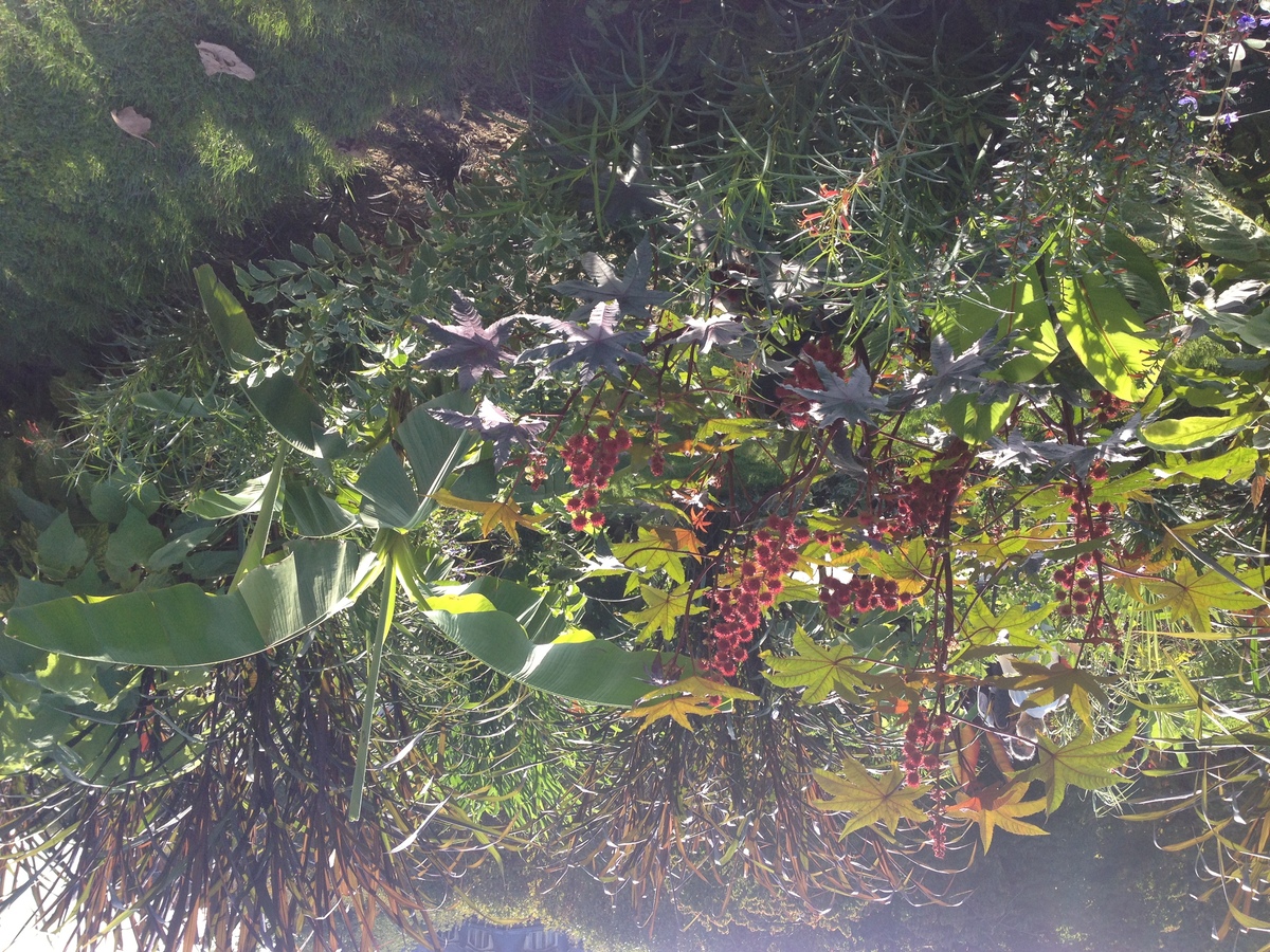 照片 法国(France) 巴黎(Paris) 巴黎植物园(Jardin des Plantes) 2014-09 2