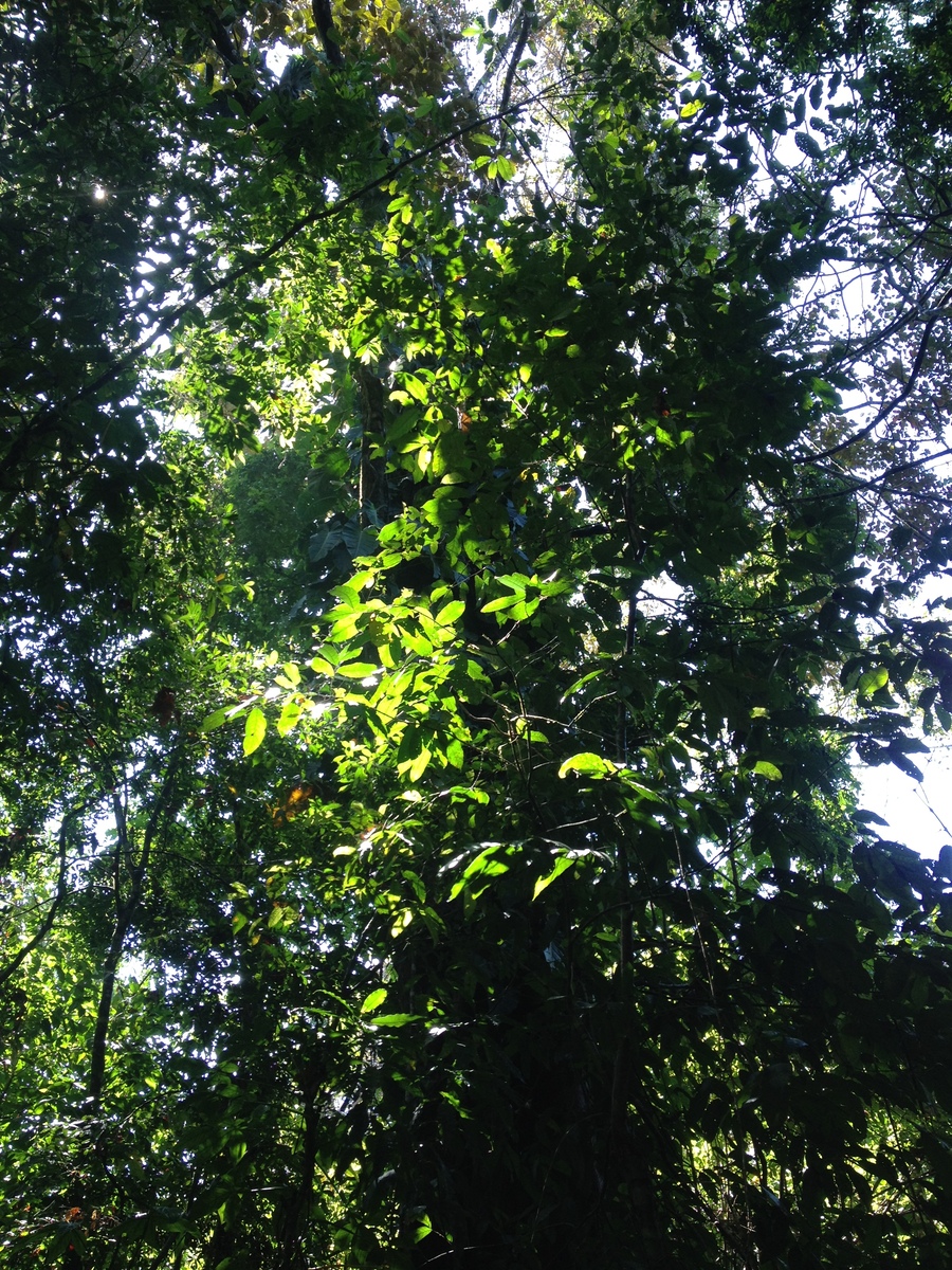 照片 哥斯达黎加(Costa Rica) 曼努埃尔安东尼奥(Manuel Antonio) 2015-03 177