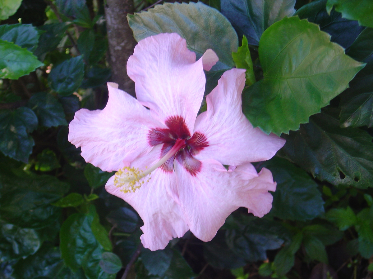 照片 波利尼西亚(Polynesia) 马克萨斯群岛(Marquises) 2006-04 211