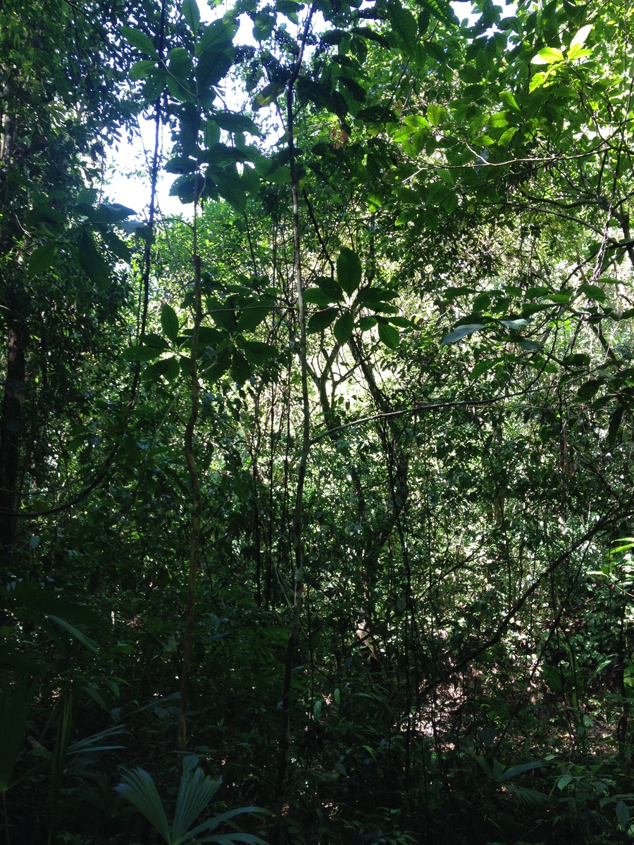 照片 哥斯达黎加(Costa Rica) 曼努埃尔安东尼奥(Manuel Antonio) 2015-03 95