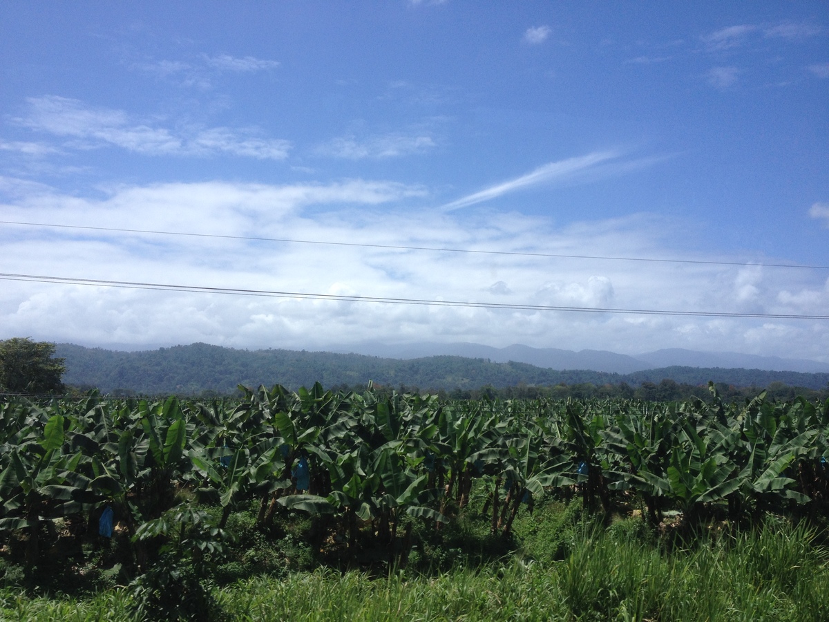照片 哥斯达黎加(Costa Rica) 利蒙至锡基雷斯(Limon to Siquirres) 2015-03 35