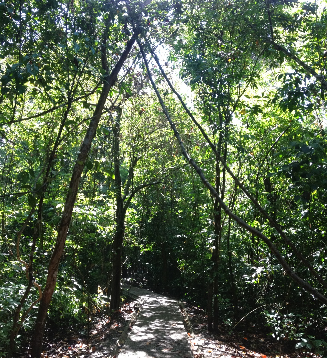 照片 哥斯达黎加(Costa Rica) 曼努埃尔安东尼奥(Manuel Antonio) 2015-03 12