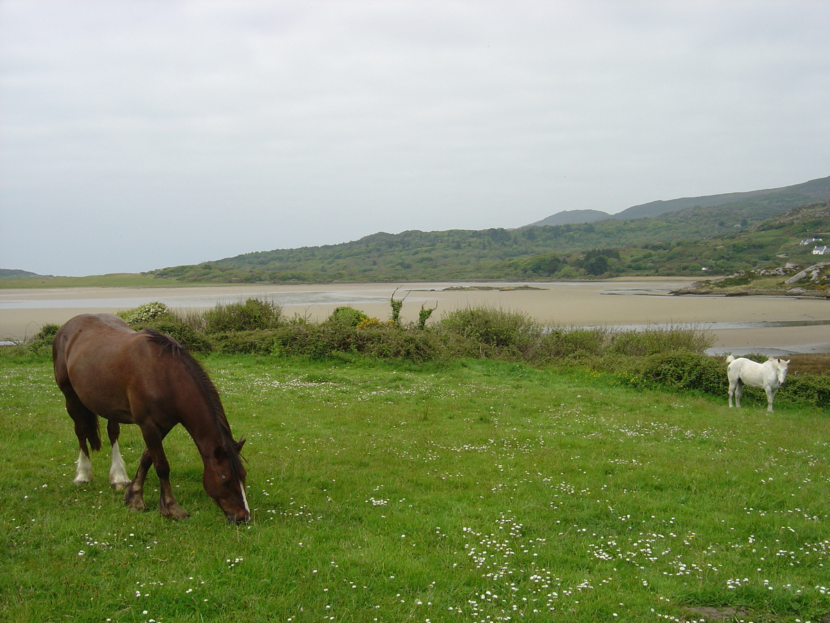照片 爱尔兰(Ireland) 凯里郡(Kerry) 帕克纳西拉(Parknasilla) 2004-05 27