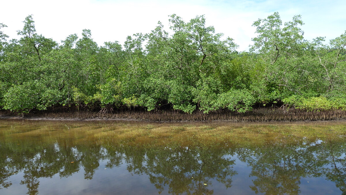 照片 塞舌尔(Seychelles) 马埃岛(Mahe) 2011-10 66