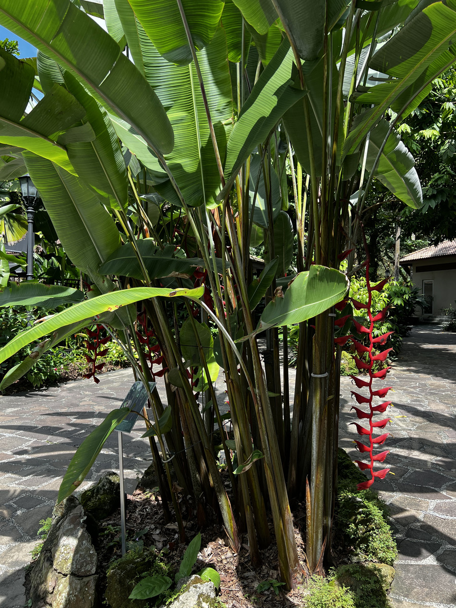 照片 新加坡(Singapore) 新加坡植物园(Singapore Botanic Gardens) 2023-01 40