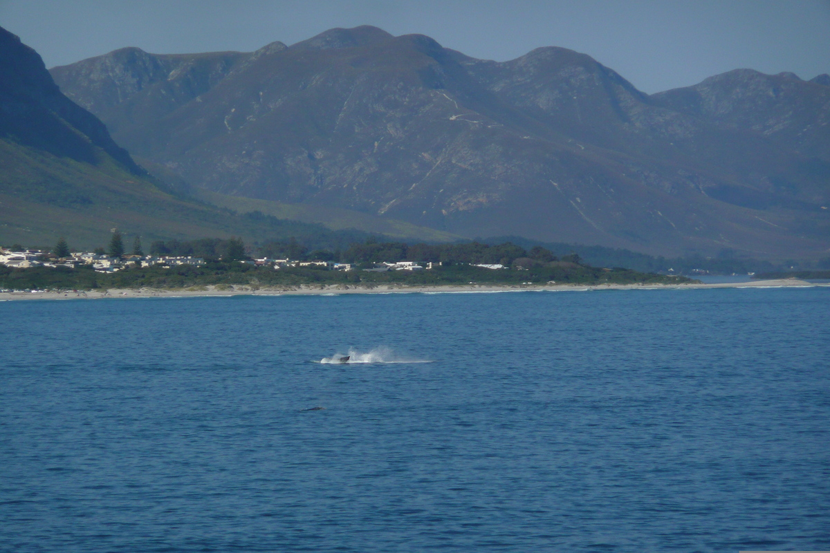 照片 南非(South Africa) 赫曼努斯(Harmanus) 2008-09 157
