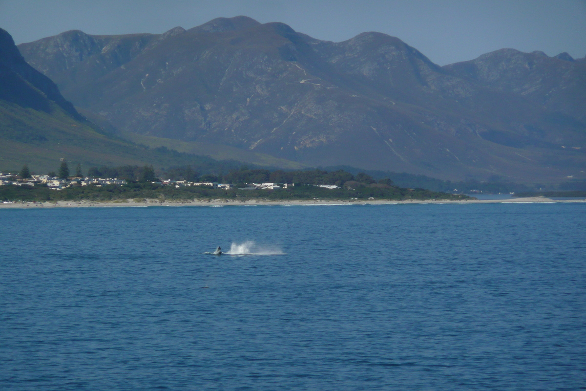 照片 南非(South Africa) 赫曼努斯(Harmanus) 2008-09 173