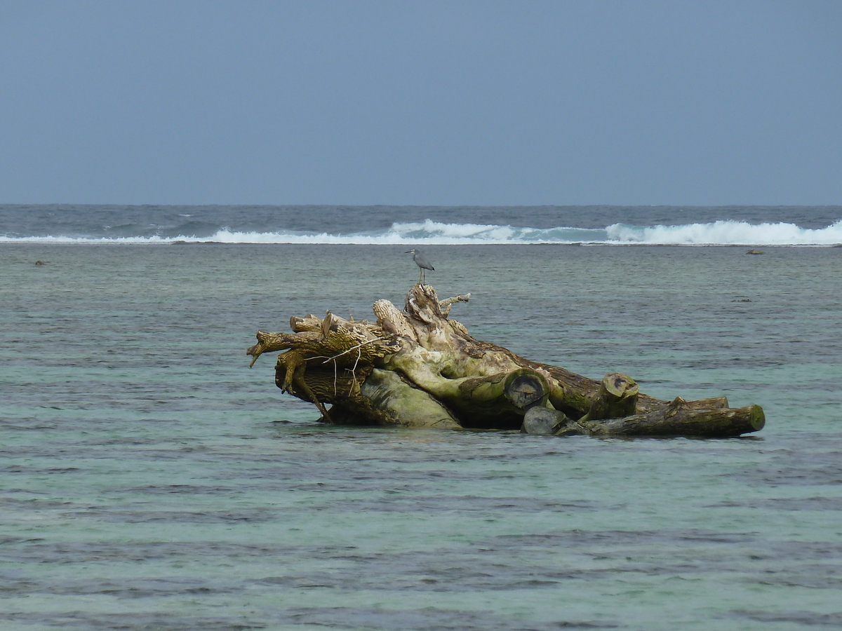 照片 斐济(Fiji) 楠迪至纳塔多拉公路(Nadi to Natadola road) 2010-05 78