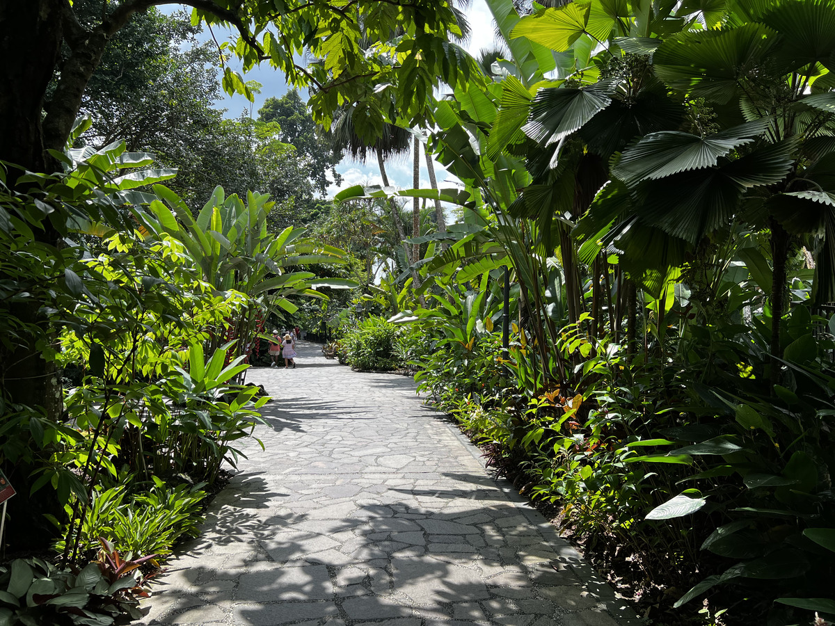 照片 新加坡(Singapore) 新加坡植物园(Singapore Botanic Gardens) 2023-01 81