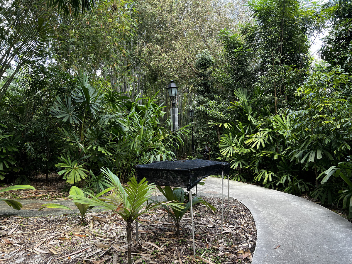 照片 新加坡(Singapore) 新加坡植物园(Singapore Botanic Gardens) 2023-01 120