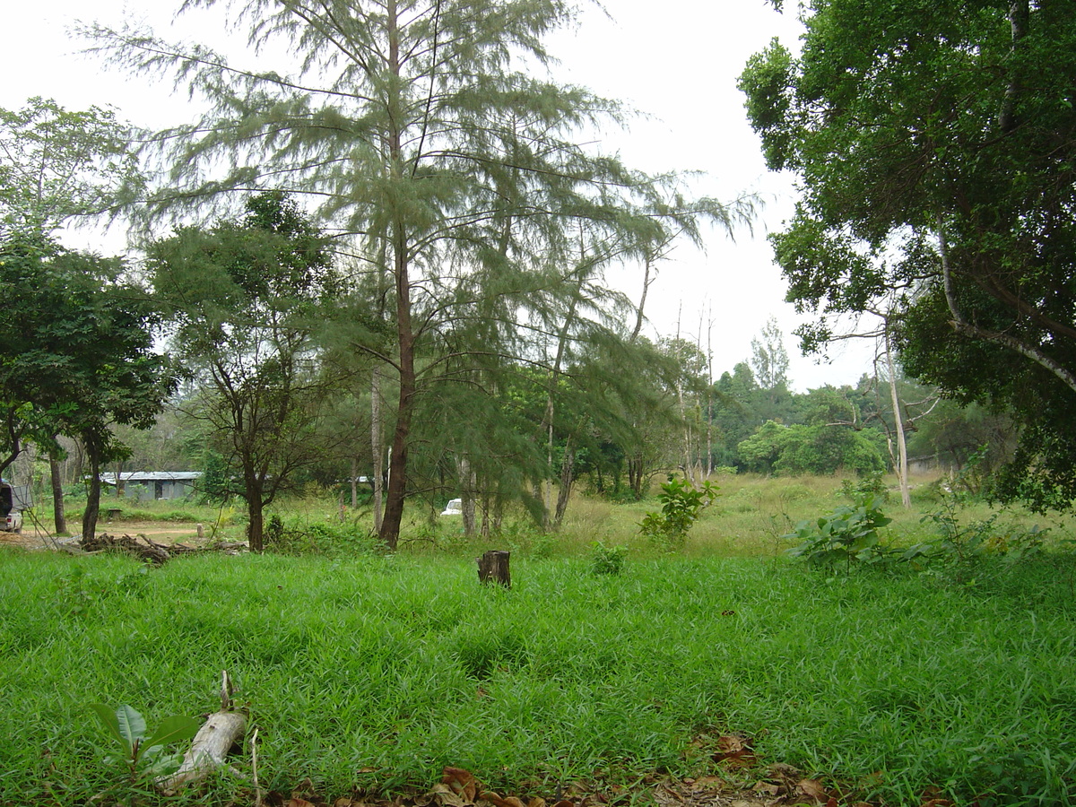 照片 泰国(Thailand) 考拉(Khao Lak) 邦萨海滩(Bang Sak Beach) 2005-12 30