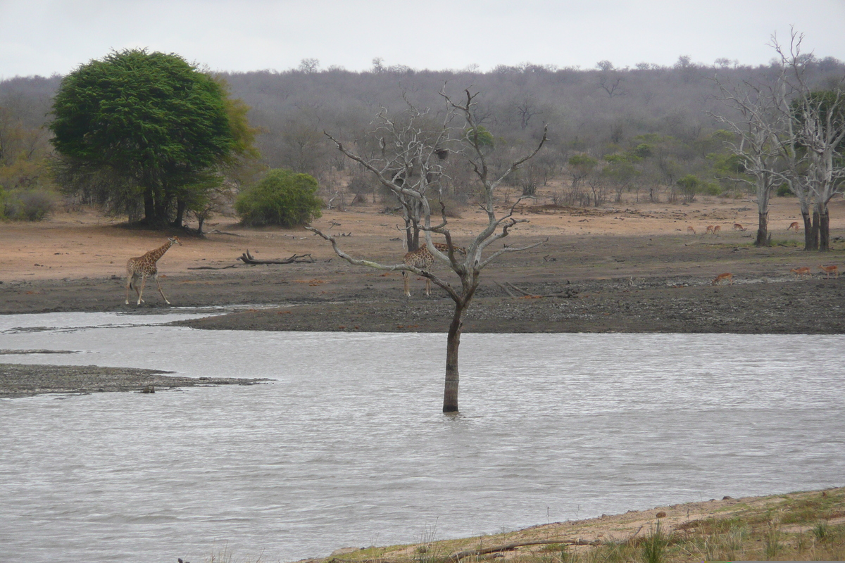 照片 南非(South Africa) 克鲁格国家公园(Kruger National Park) 姆蓬多(Mpondo) 2008-09 16