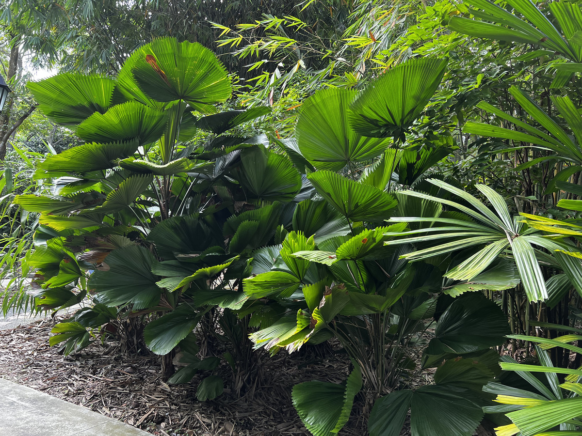 照片 新加坡(Singapore) 新加坡植物园(Singapore Botanic Gardens) 2023-01 94