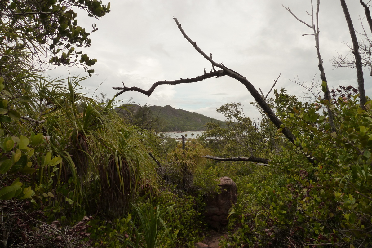 照片 塞舌尔(Seychelles) 居里厄斯岛(Curieuse) 2011-10 9