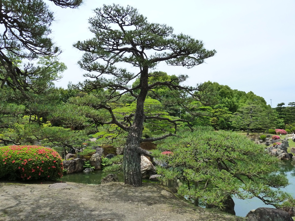 照片 日本(Japan) 京都(Kyoto) 二条城(Nijo Castle) 二之丸庭园(Ninomaru Garden) 2010-06 8