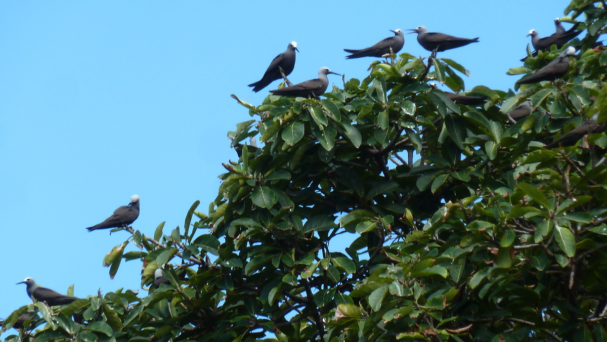 照片 塞舌尔(Seychelles) 2011-10 148