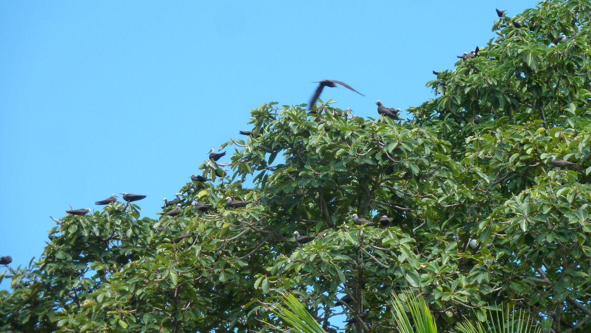 照片 塞舌尔(Seychelles) 椰子岛(Coco Island) 2011-10 14