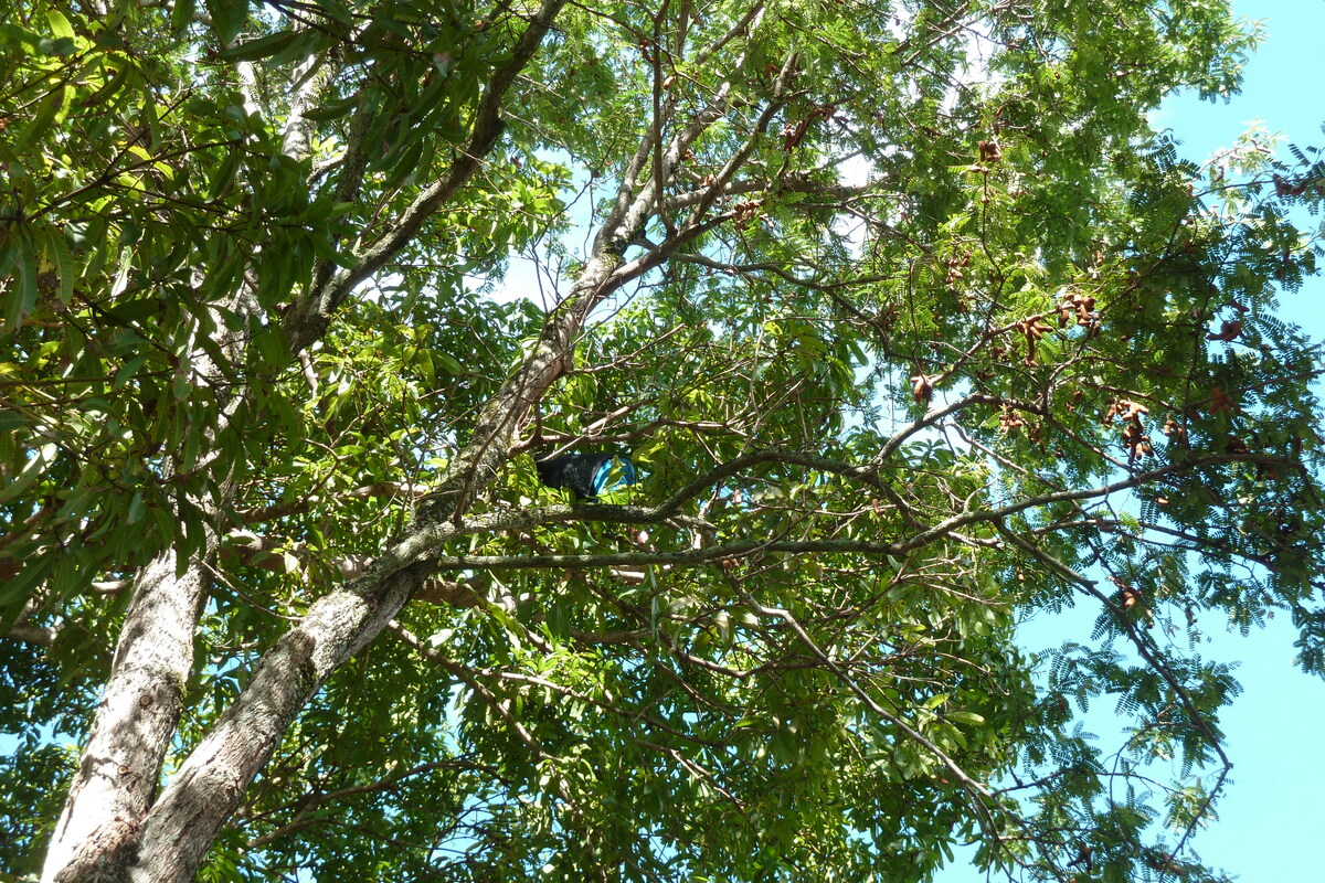 照片 塞舌尔(Seychelles) 普拉兰岛(Praslin) 2011-10 127