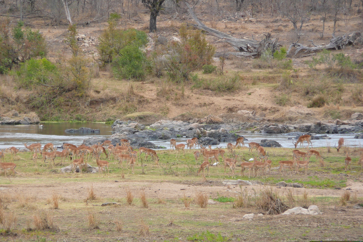 照片 南非(South Africa) 克鲁格国家公园(Kruger National Park) 鳄鱼河(Crocodile River) 2008-09 13