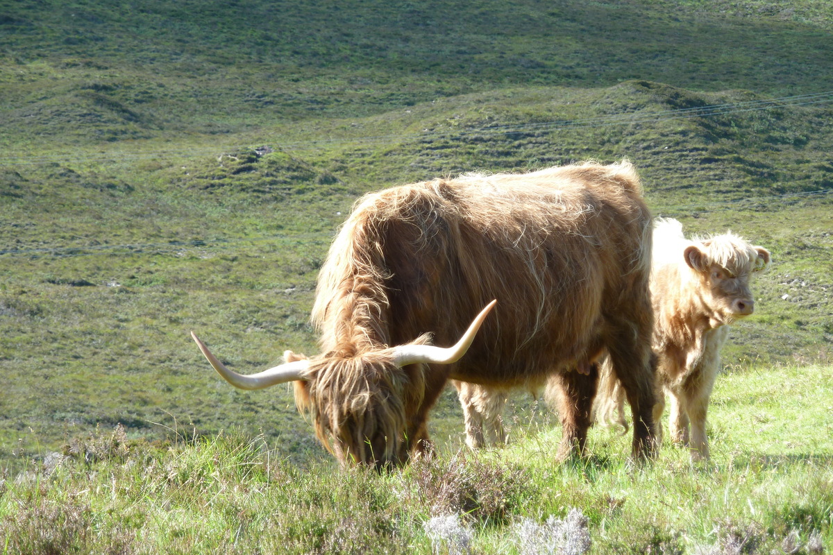 照片 英国(United Kingdom) 斯凯岛(Skye) 库林山脉(The Cuillin) 2011-07 65