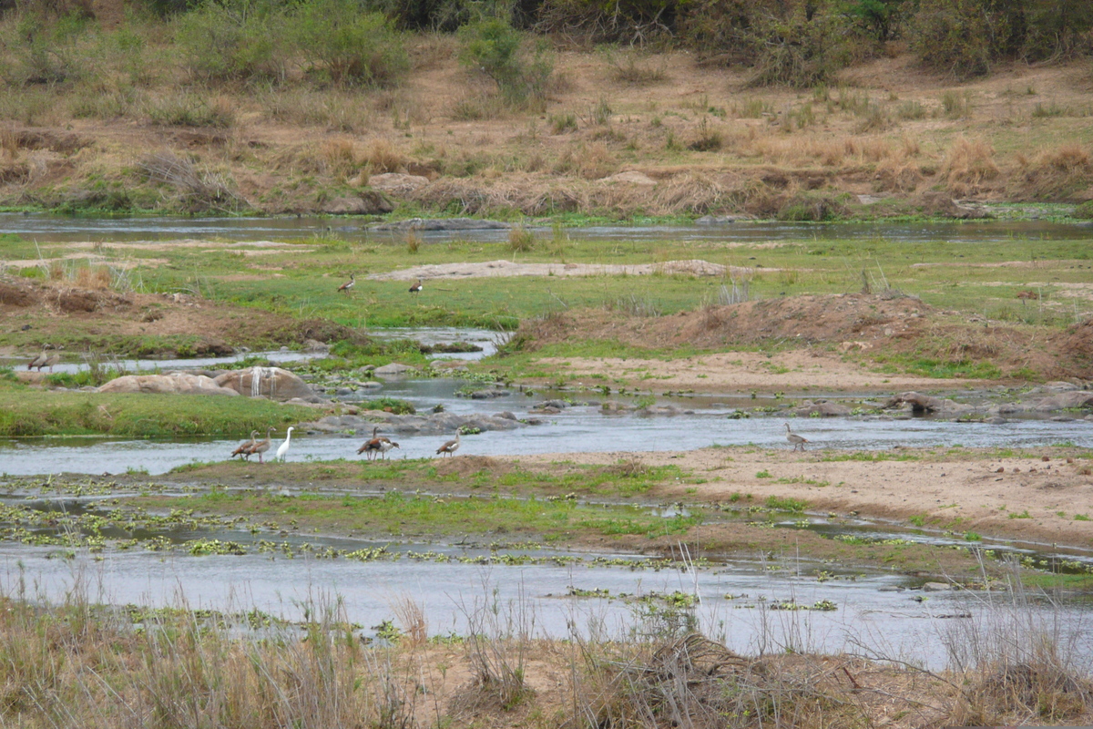 照片 南非(South Africa) 克鲁格国家公园(Kruger National Park) 鳄鱼河(Crocodile River) 2008-09 59