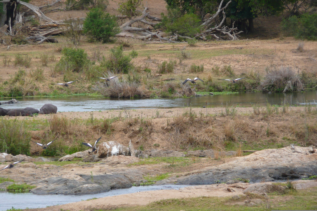 照片 南非(South Africa) 克鲁格国家公园(Kruger National Park) 鳄鱼河(Crocodile River) 2008-09 26