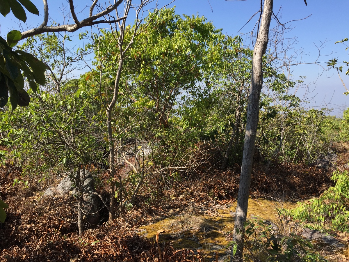 照片 泰国(Thailand) 普欣隆卡国家公园(Phu Hin Rong Kla National Park) 2014-12 351