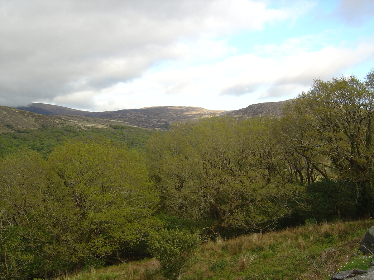 照片 爱尔兰(Ireland) 凯里郡(Kerry) 基拉尼国家公园(Killarney National Park) 2004-05 48