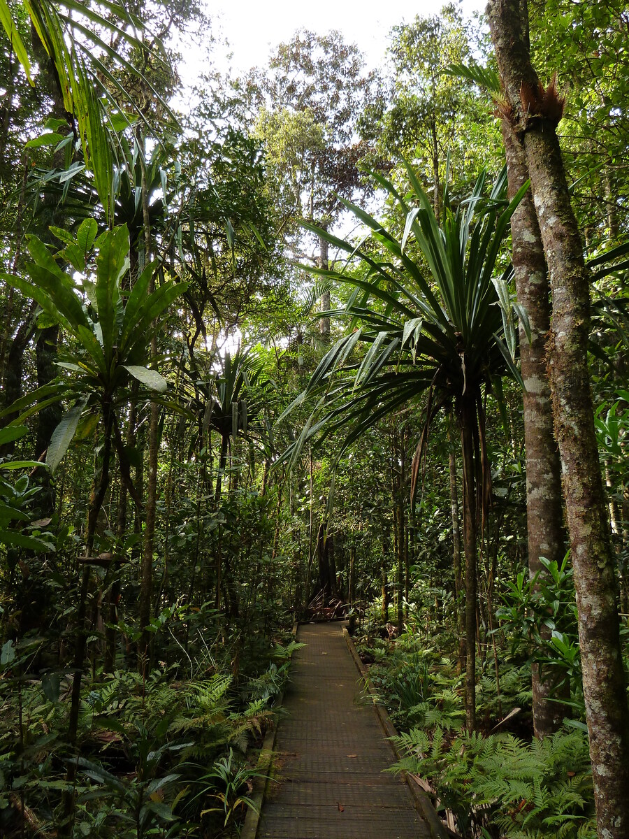 照片 新喀里多尼亚(New Caledonia) 蓝河公园(Parc de la Riviere Bleue) 大贝壳杉(Le Grand Kaori) 2010-05 8