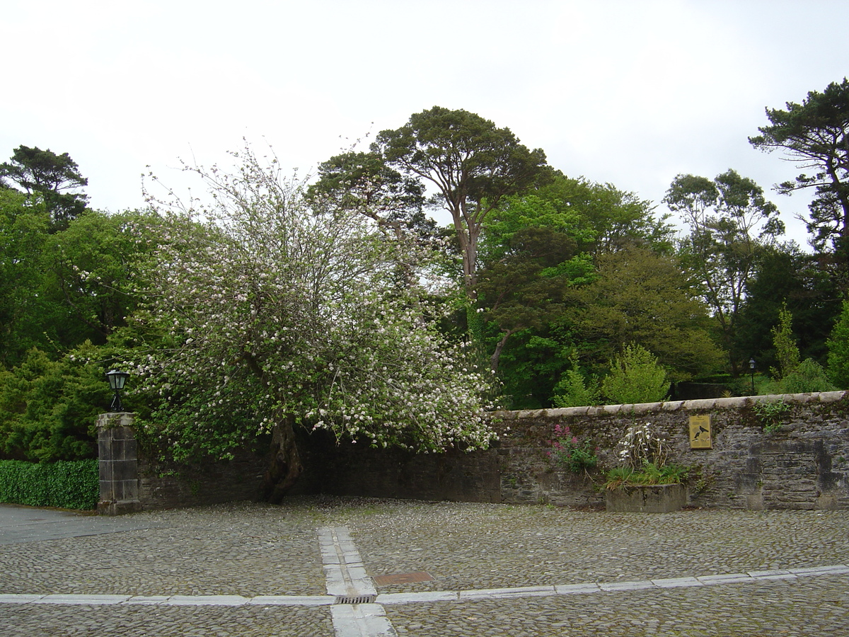 照片 爱尔兰(Ireland) 凯里郡(Kerry) 基拉尼国家公园(Killarney National Park) 马克罗斯庄园(Muckross House) 2004-05 43
