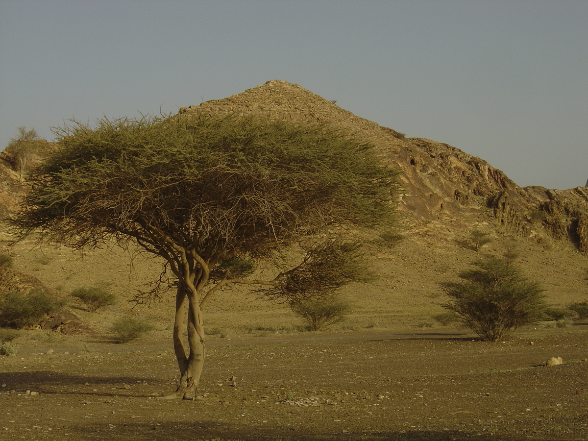 照片 阿曼(Oman) 布赖米至马哈达公路(Buraimi to Mahada road) 2005-03 3