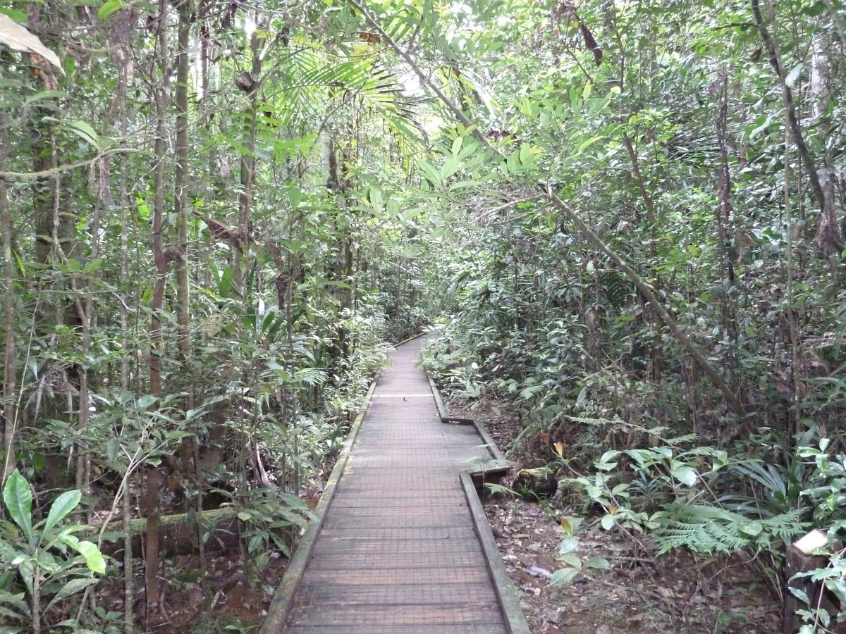 照片 新喀里多尼亚(New Caledonia) 蓝河公园(Parc de la Riviere Bleue) 大贝壳杉(Le Grand Kaori) 2010-05 28