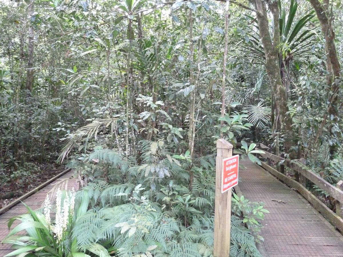 照片 新喀里多尼亚(New Caledonia) 蓝河公园(Parc de la Riviere Bleue) 大贝壳杉(Le Grand Kaori) 2010-05 9