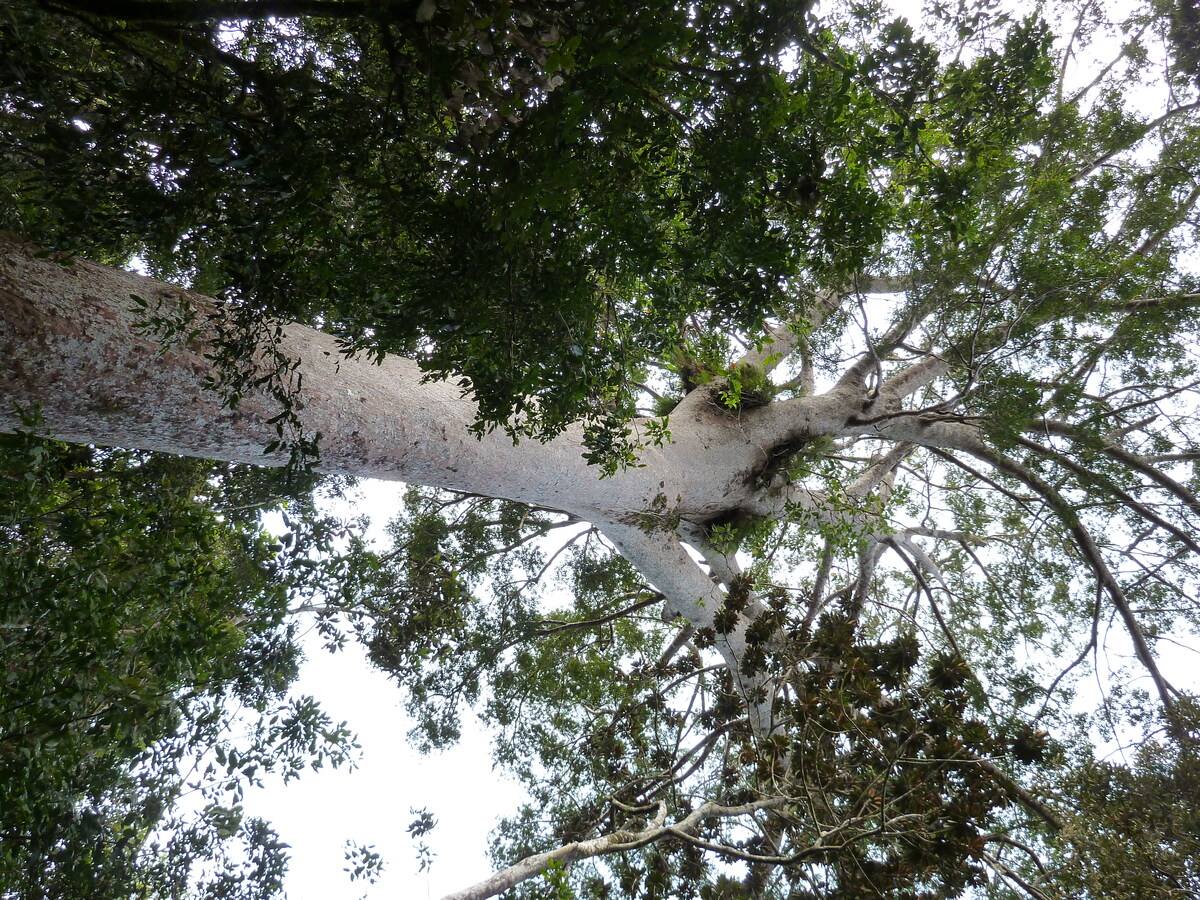 照片 新喀里多尼亚(New Caledonia) 蓝河公园(Parc de la Riviere Bleue) 大贝壳杉(Le Grand Kaori) 2010-05 2