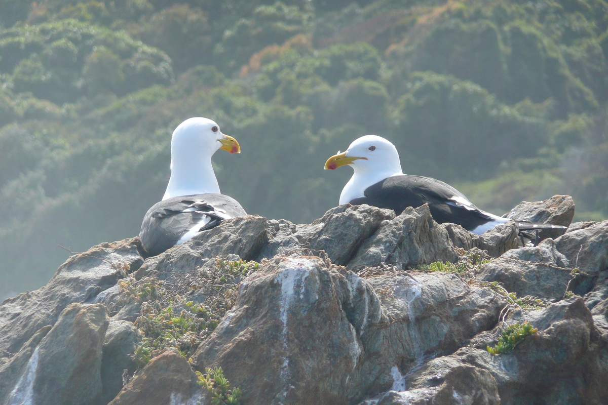 照片 南非(South Africa) 齐齐卡马国家公园(Tsitsikamma National Park) 2008-09 170