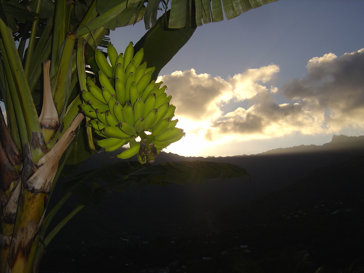 照片 波利尼西亚(Polynesia) 马克萨斯群岛(Marquises) 2006-04 74