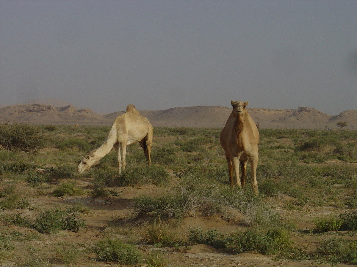 照片 阿曼(Oman) 布赖米至马哈达公路(Buraimi to Mahada road) 2005-03 17